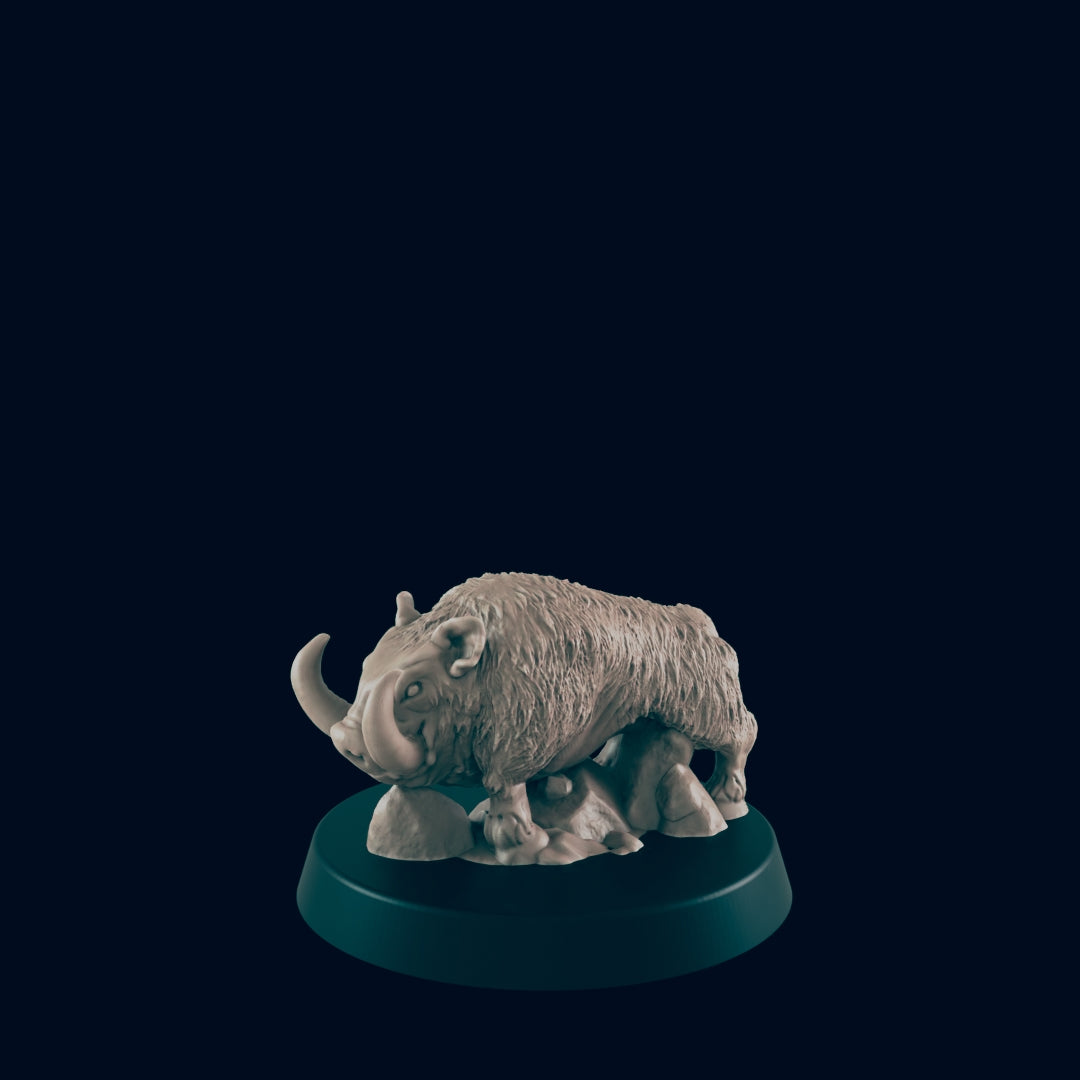 Dire Boar / Boars