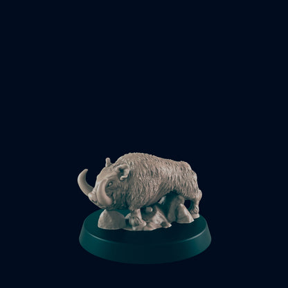 Dire Boar / Boars